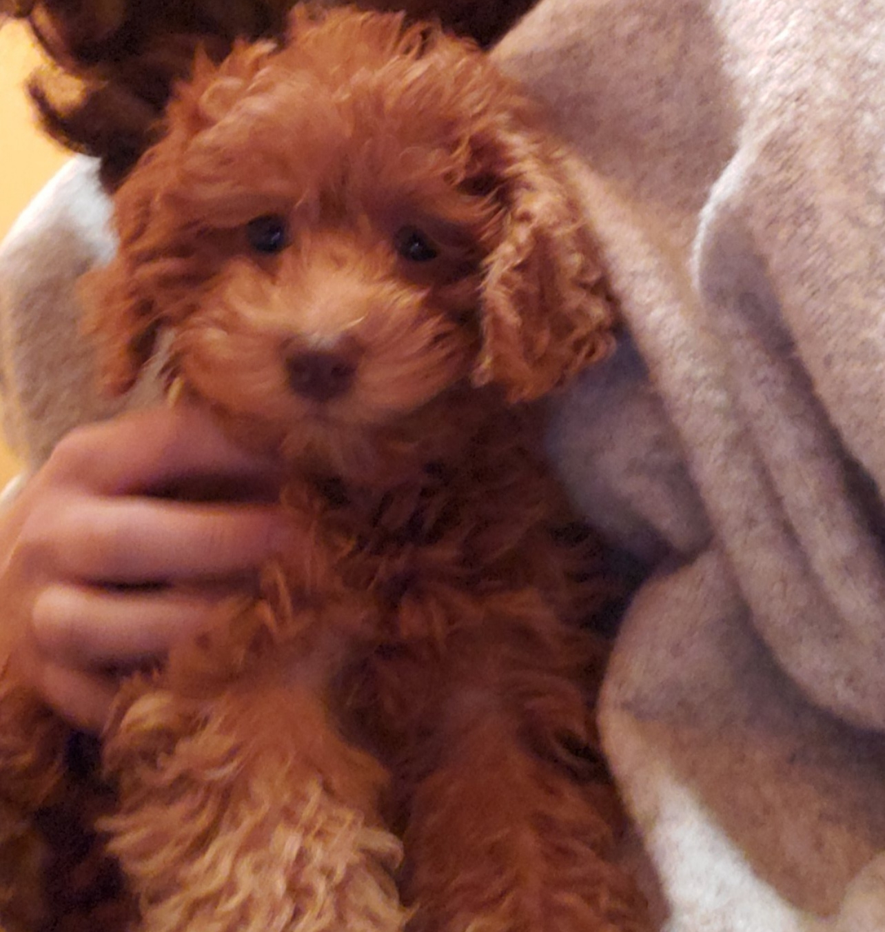 Mini Goldendoodle Puppy for Adoption