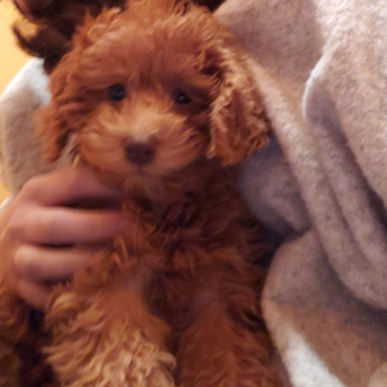 Cute Mini Goldendoodle Pup