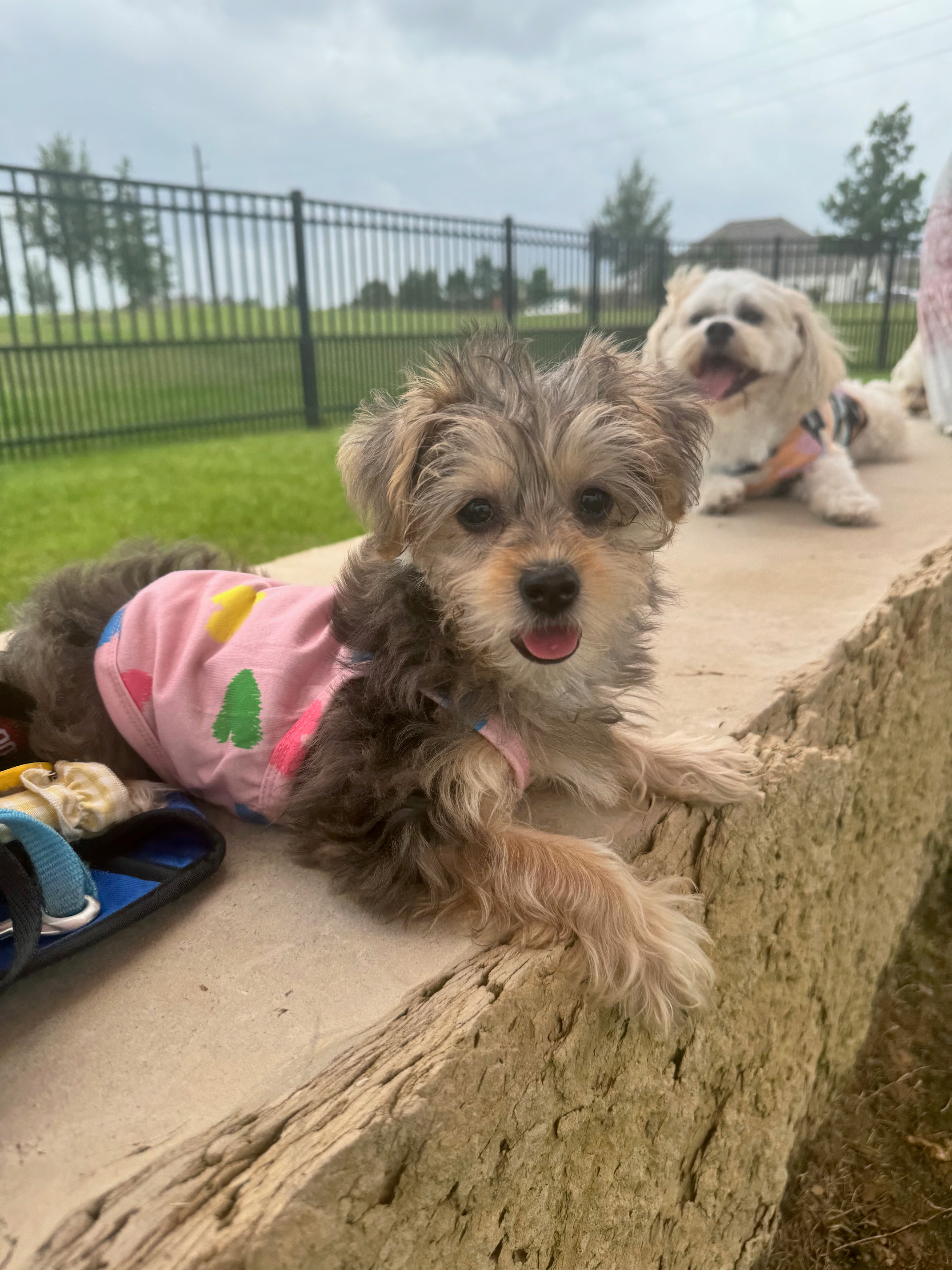 Yorkie Poo Pup Being Cute