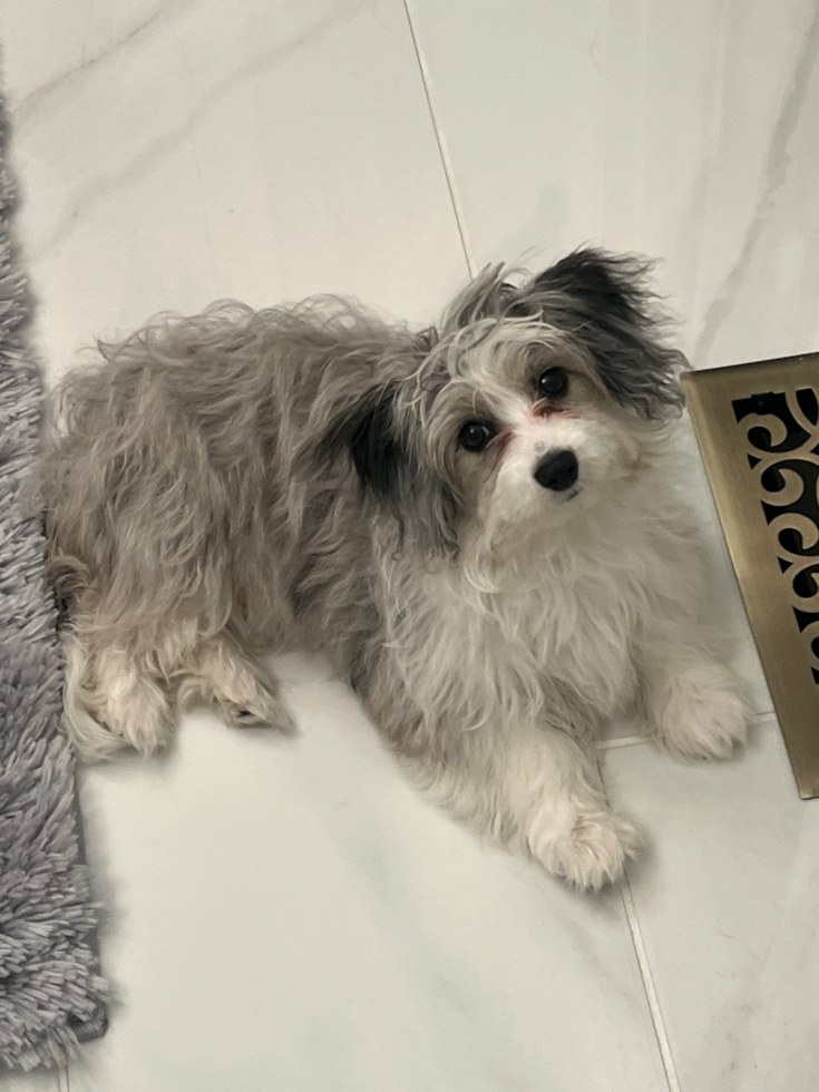 Friendly Aussiechon Pup in