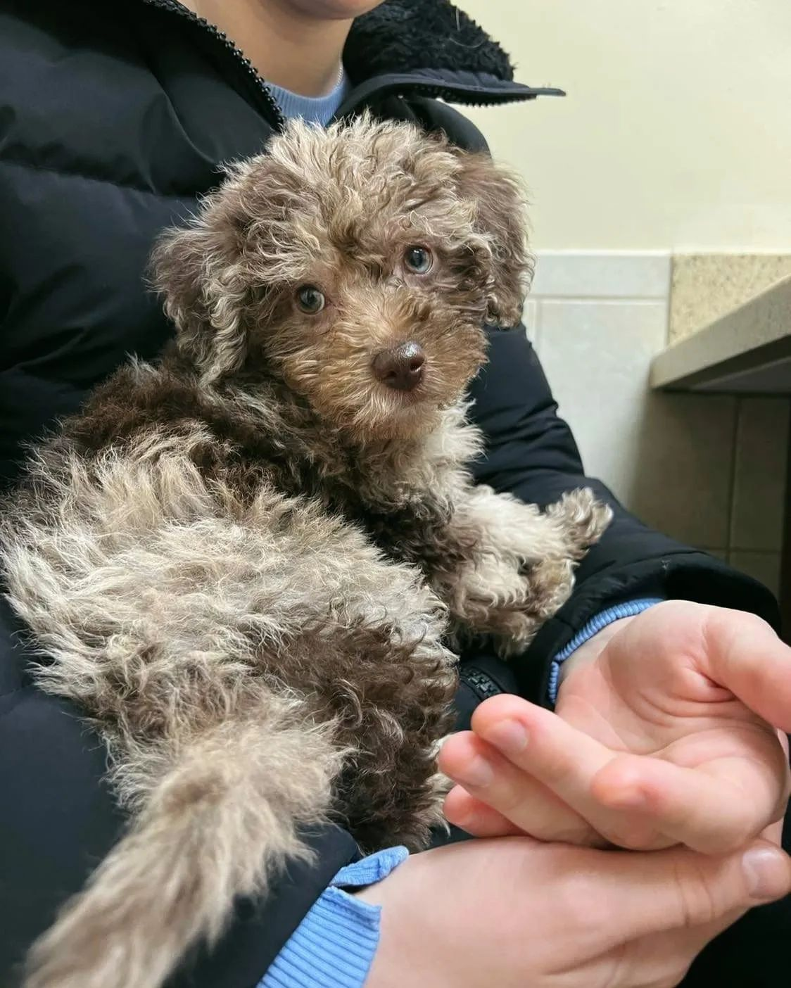 Friendly Mini Labradoodle Baby