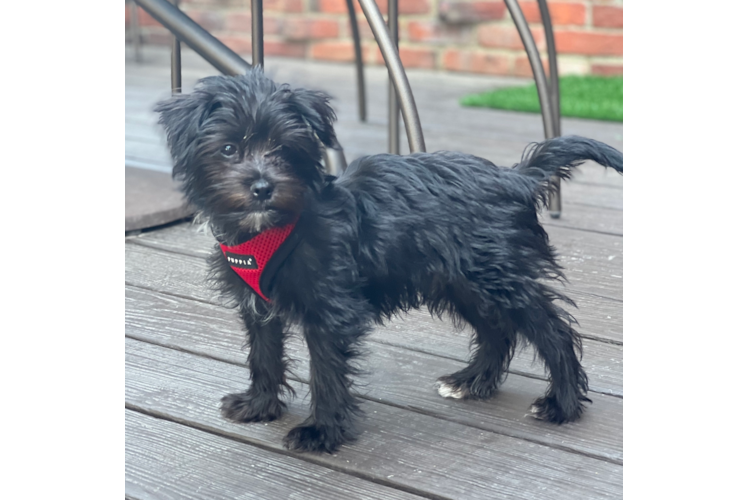 Energetic Yorkie Designer Puppy