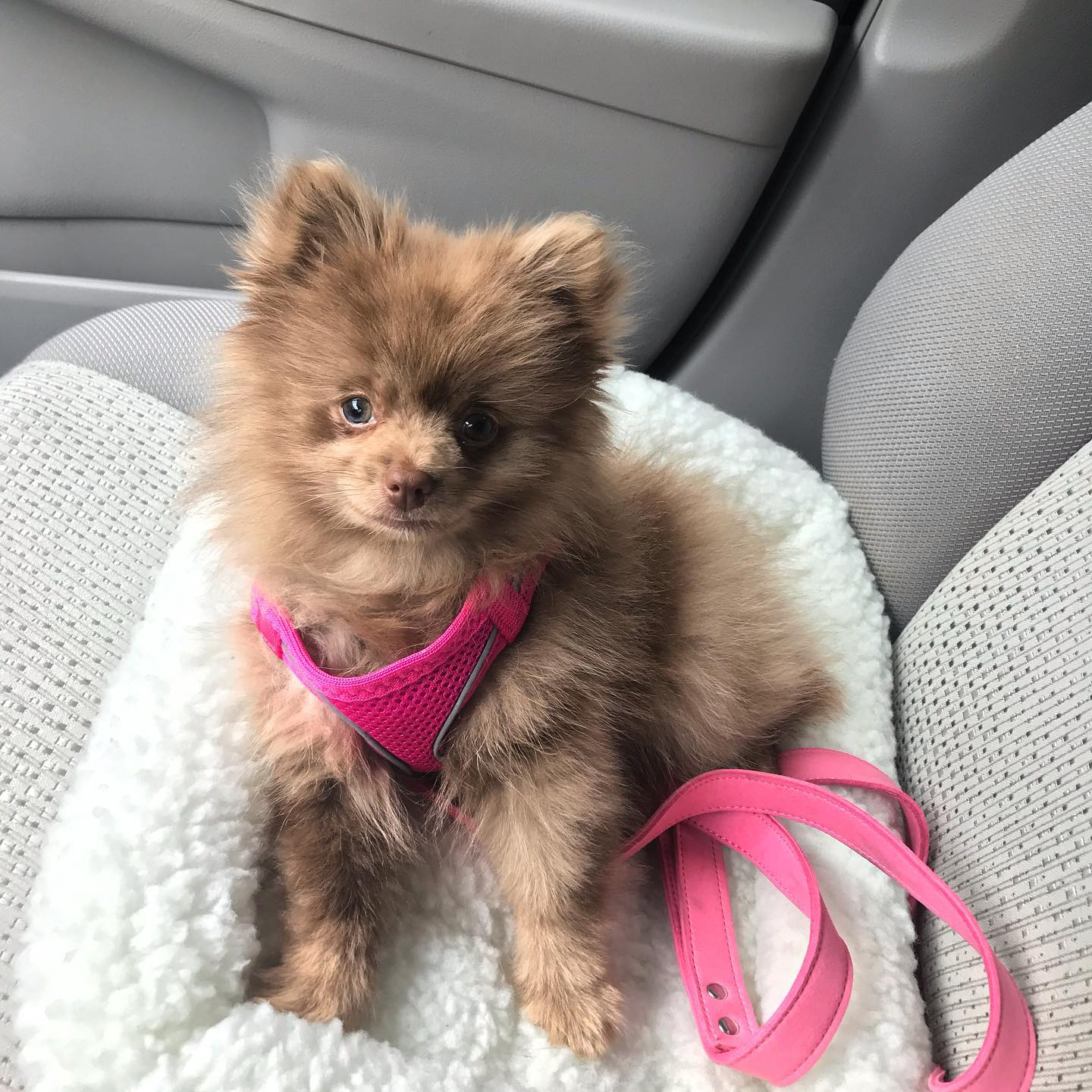 Pomeranian Puppy for Adoption