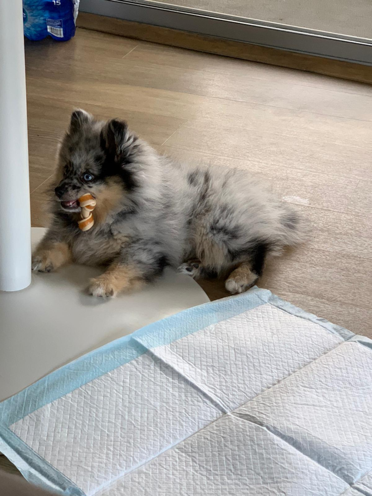 Pomeranian Being Cute