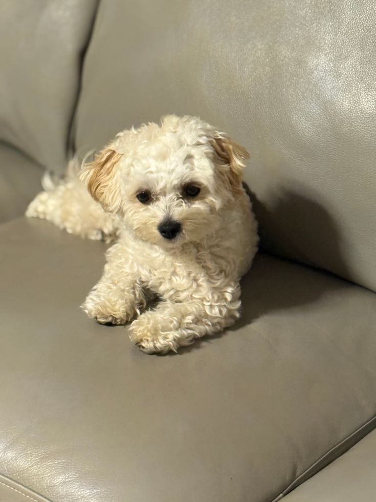 Sweet Maltipoo Pup