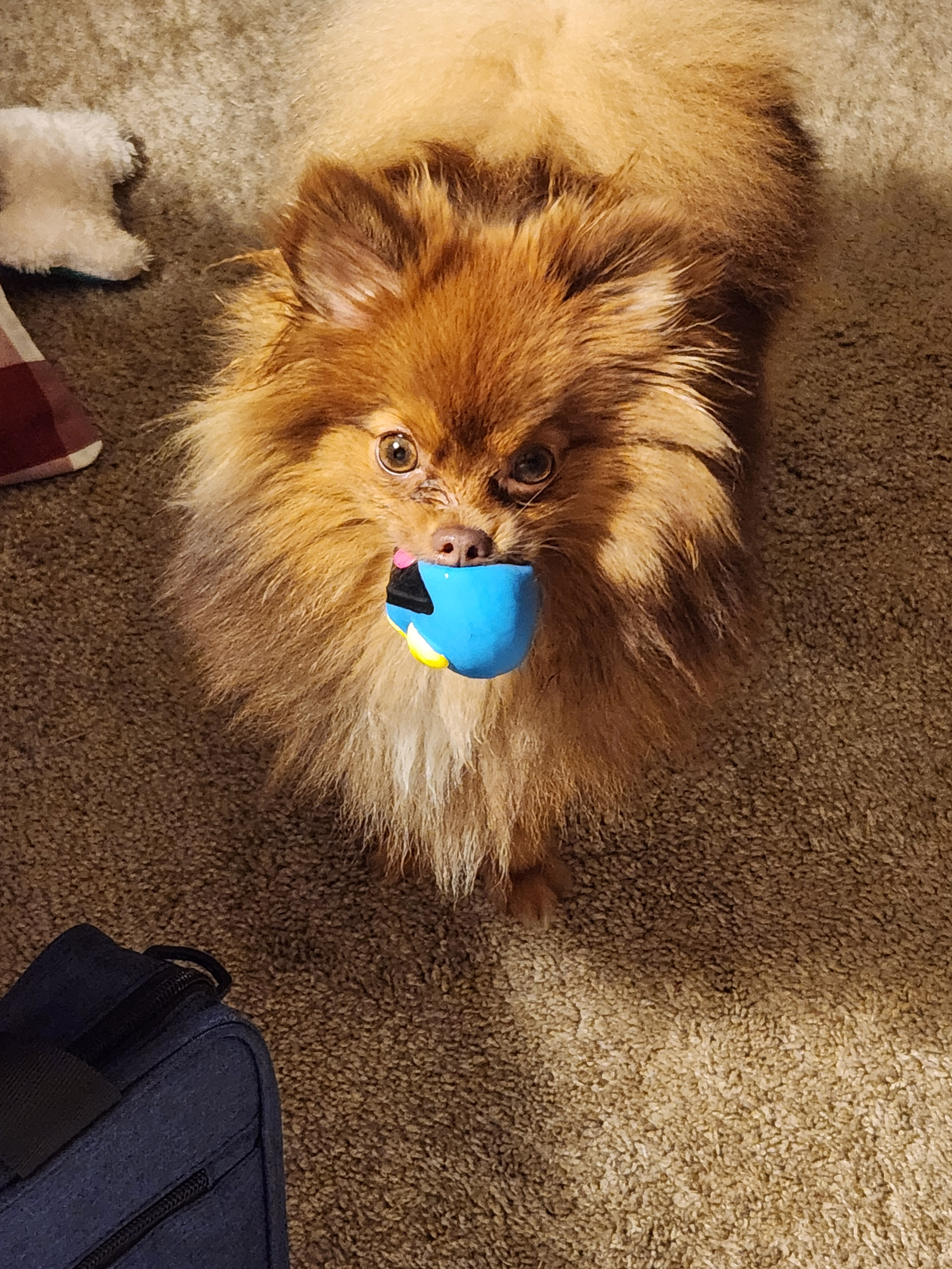 Small Pomeranian Purebred Pup