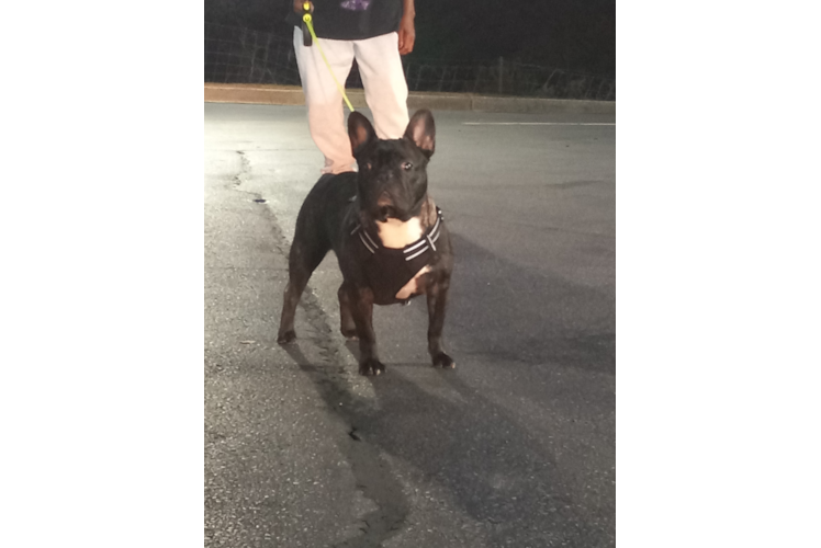 Popular French Bulldog Purebred Pup