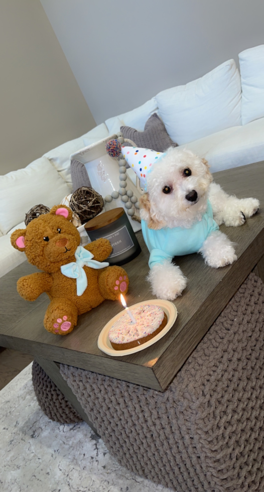 Fluffy Poochon Poodle Mix Pup