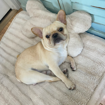 French Bulldog Being Cute