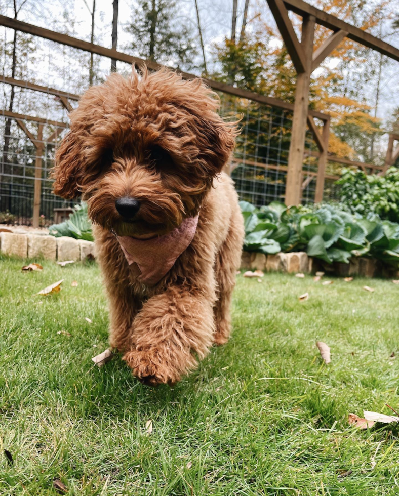 Energetic Cavoodle Poodle Mix Pup