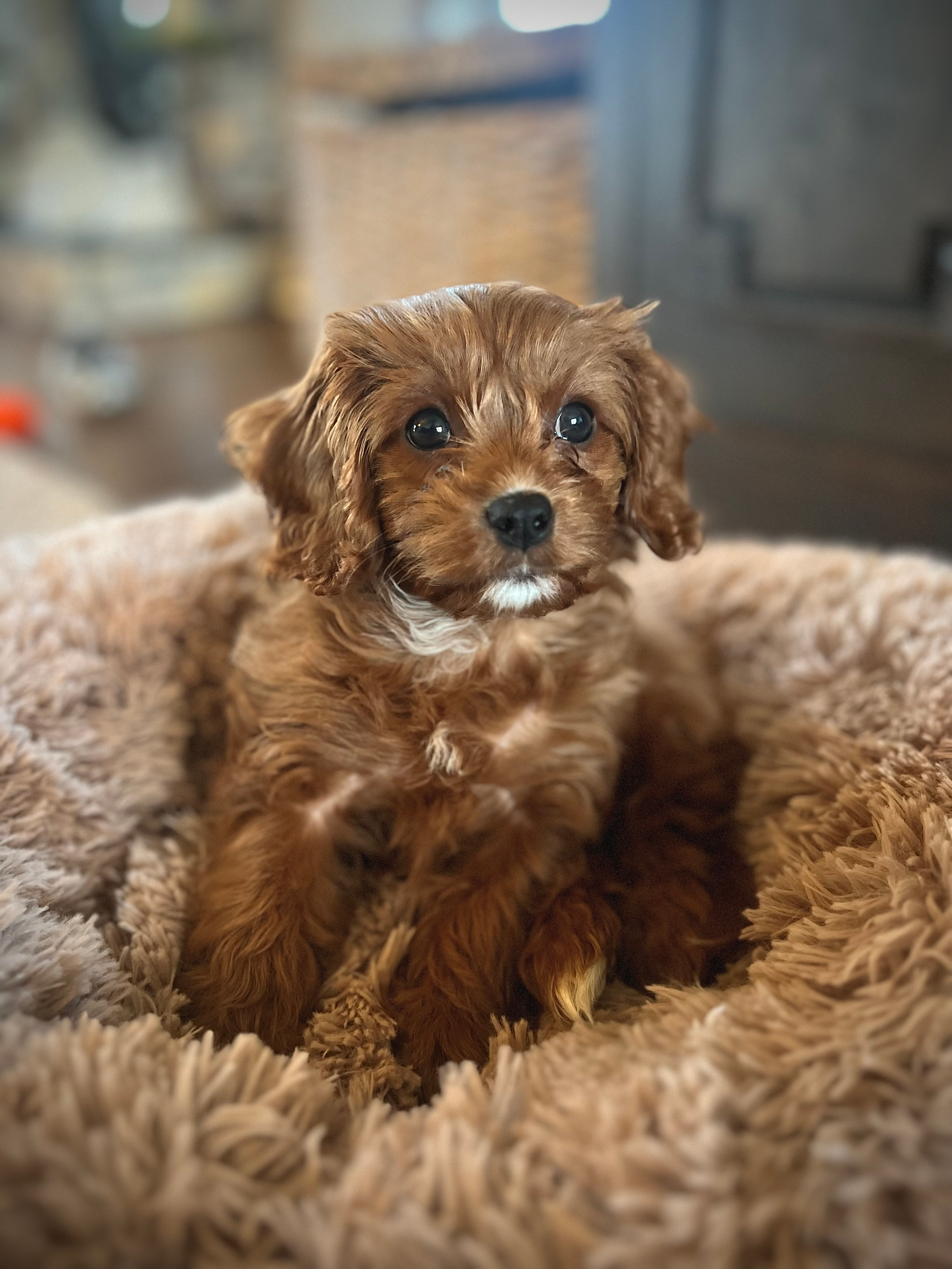 Cavapoo Pup Being Cute