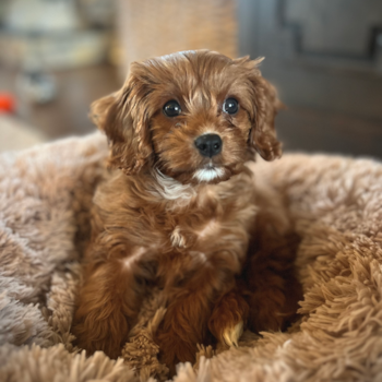 Sweet Cavapoo Pup in