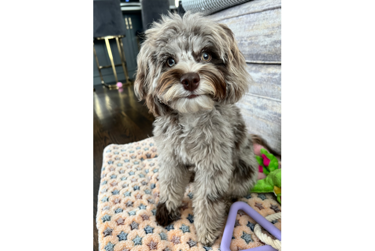Cockapoo Pup Being Cute