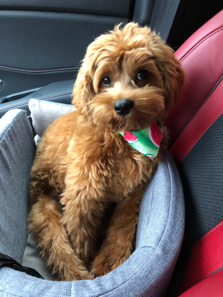 Cavapoo Pup