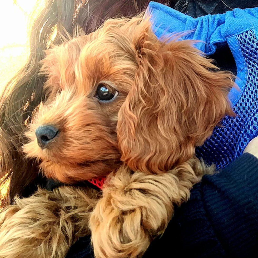Playful Cavoodle Poodle Mix Pup
