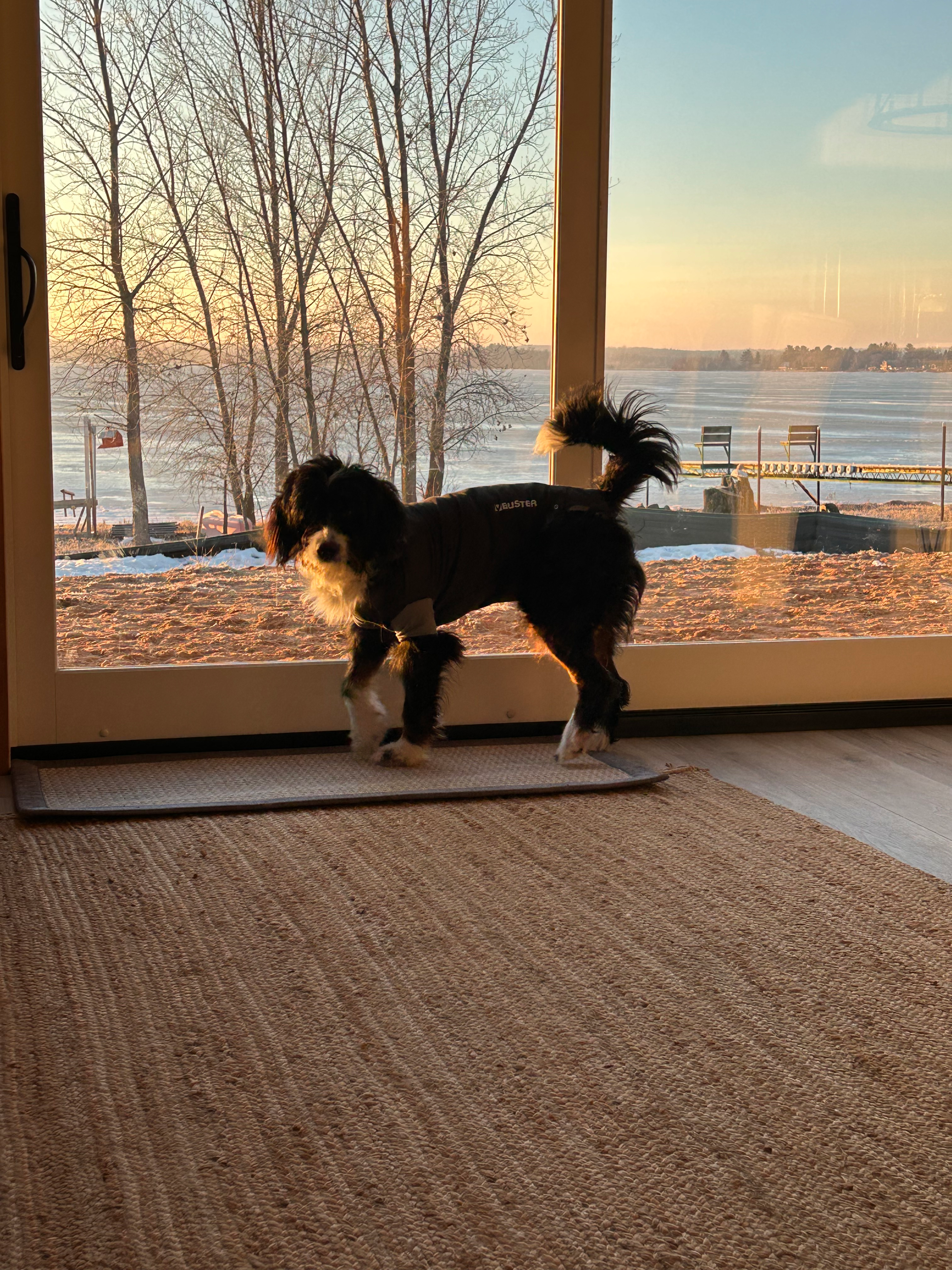 Mini Bernedoodle Pup Being Cute