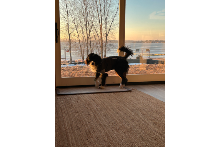 Mini Bernedoodle Pup Being Cute