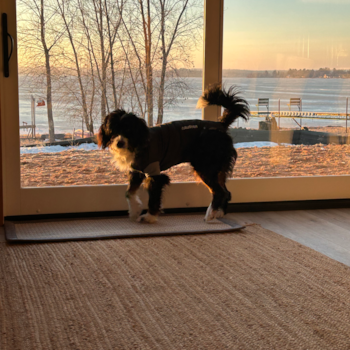 Cute Mini Bernedoodle Pup in