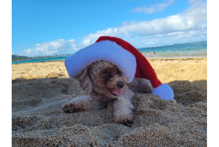 Friendly Poodle Baby