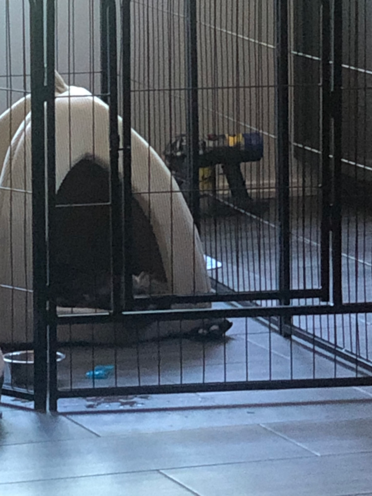 Hoover Teddy Bear Pup