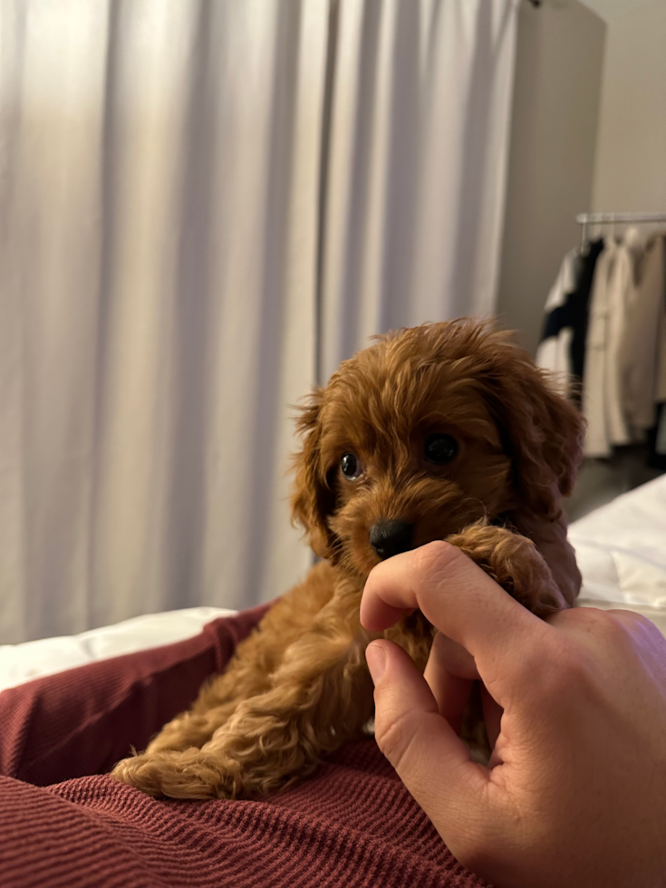 Petite Cavapoo Poodle Mix Pup