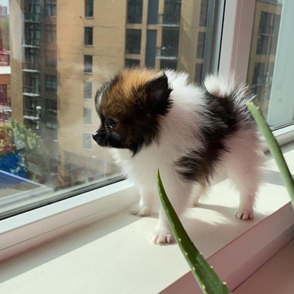 Pomeranian Being Cute