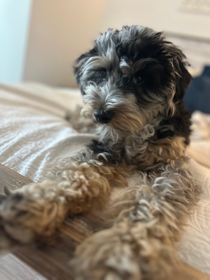 Mini Aussiedoodle Pup