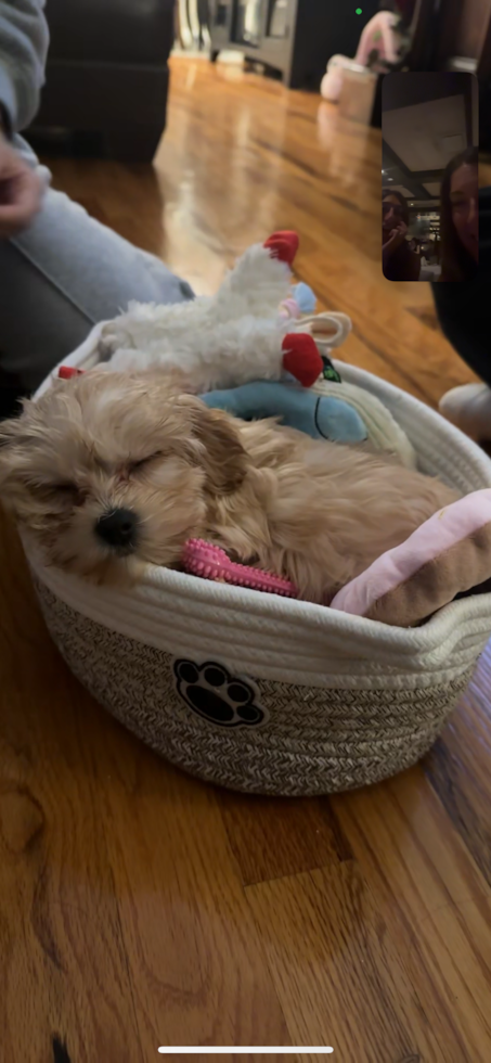 Maltipoo Being Cute