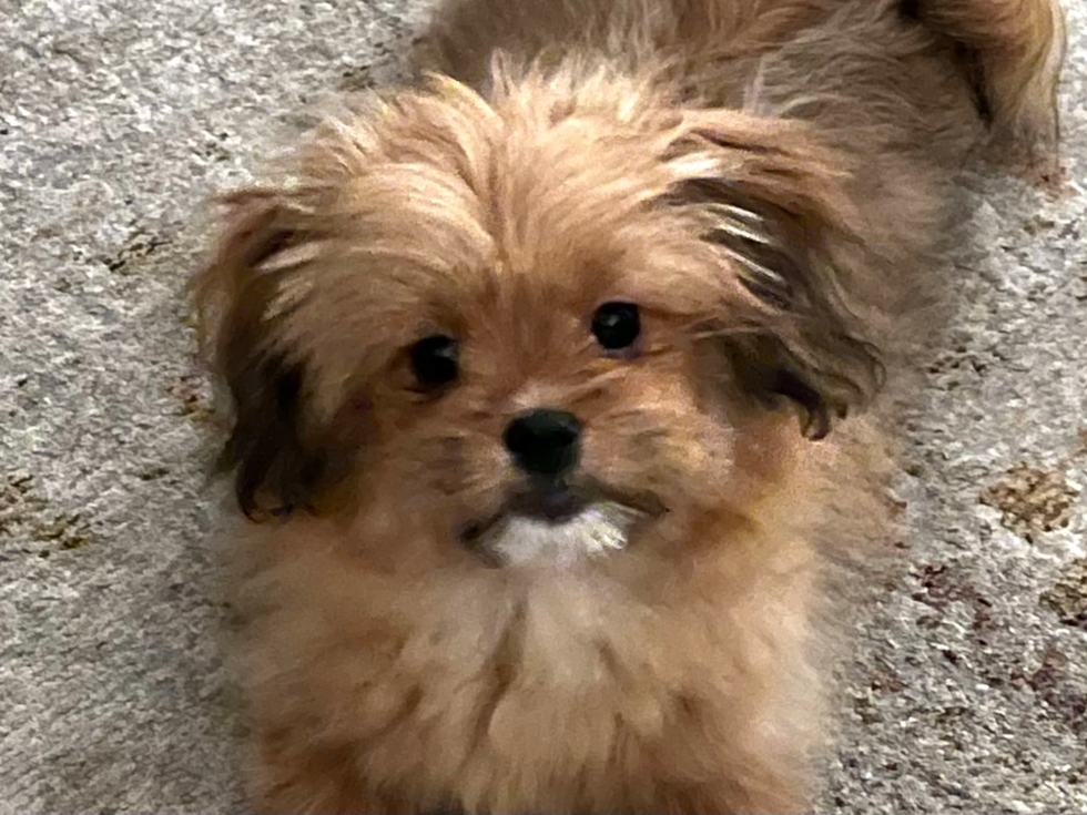 Friendly Shih Pom Pup in