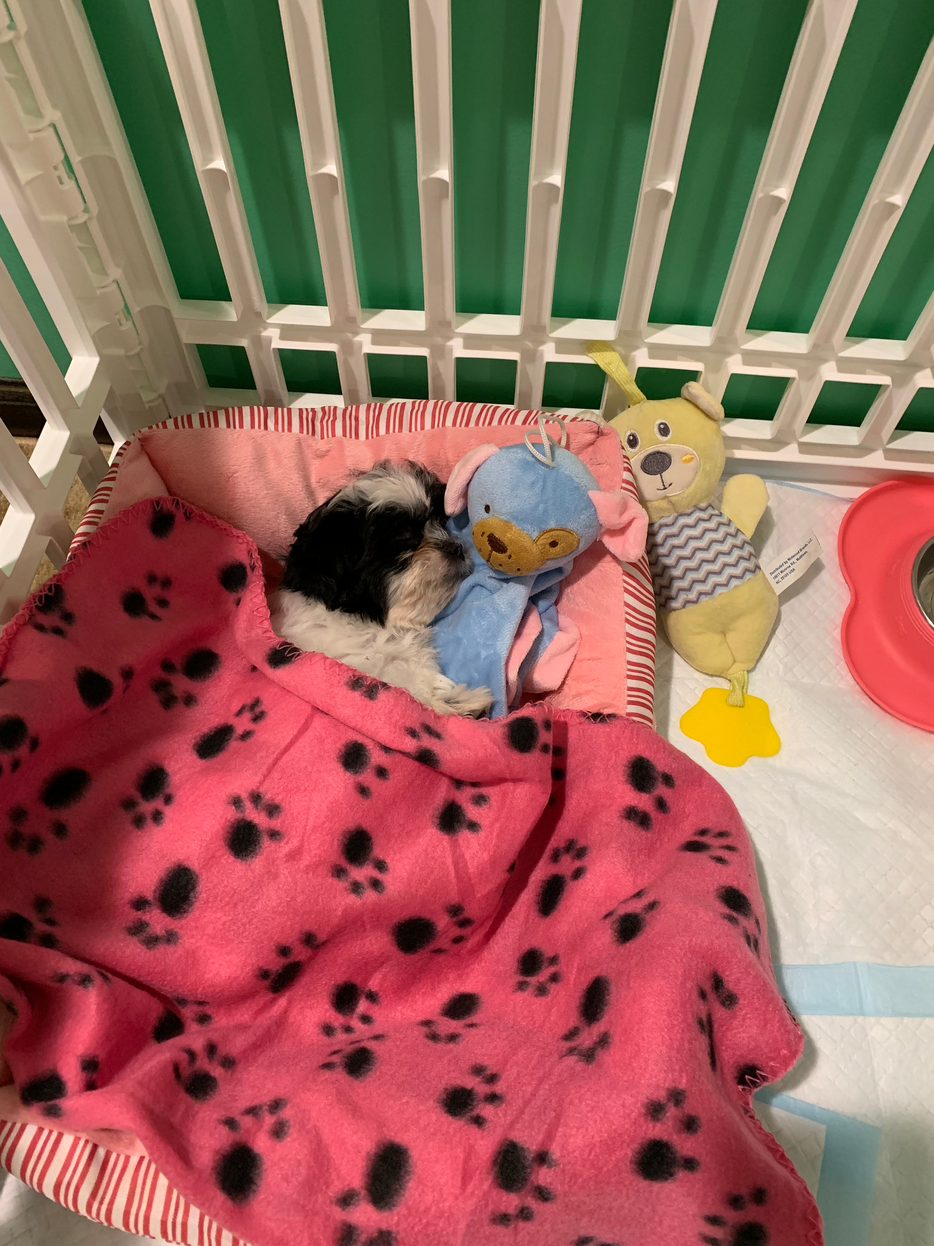 Petite Teddy Bear Designer Pup