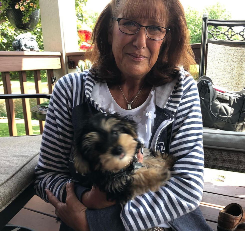 Holland Yorkie Chon Pup