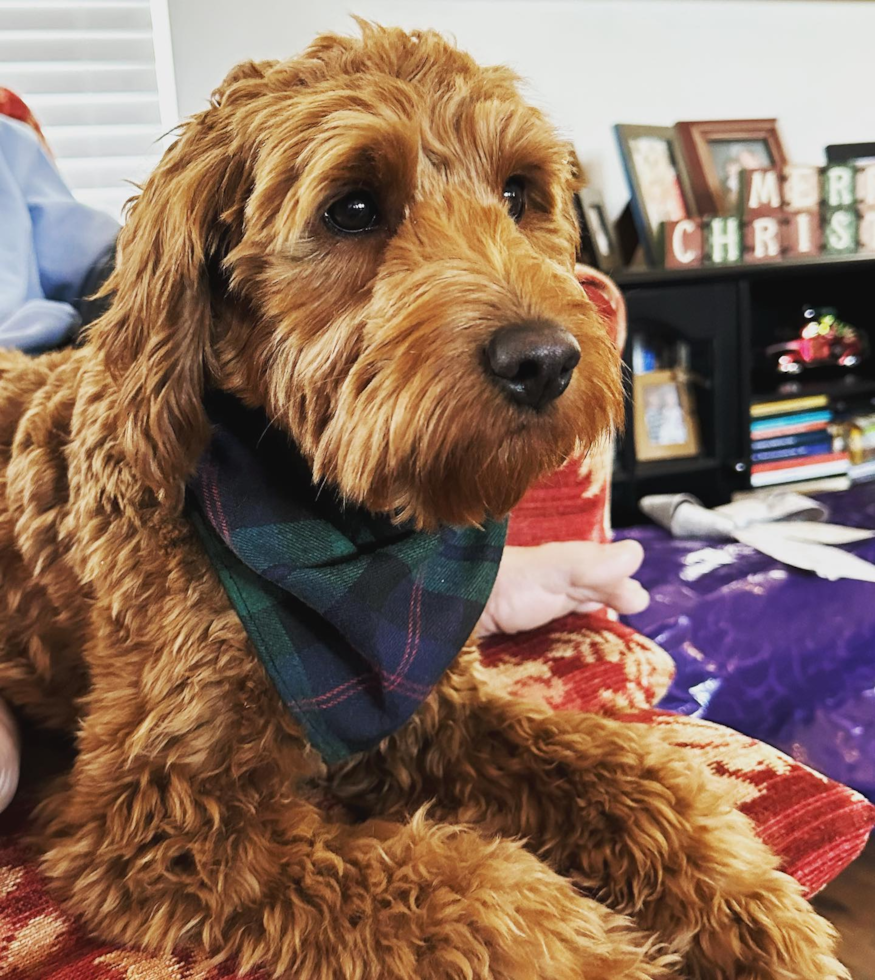 Petite Mini Goldendoodle Poodle Mix Pup