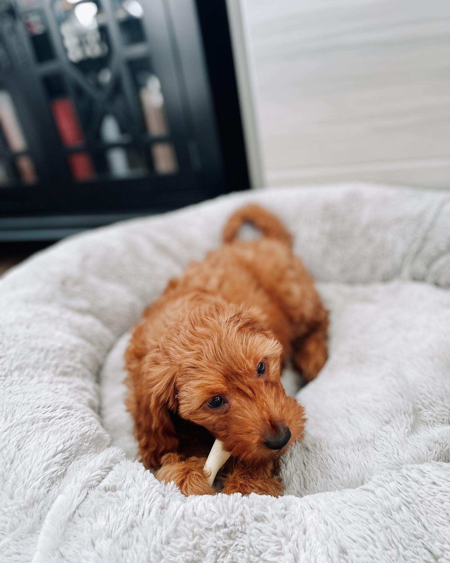 Mini Goldendoodle Puppy for Adoption
