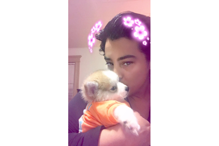 Funny Pomsky Designer Pup