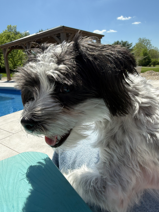 Morkie