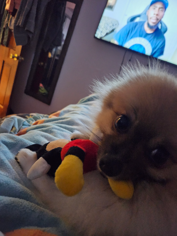 Akc Registered Pomeranian Purebred Pup