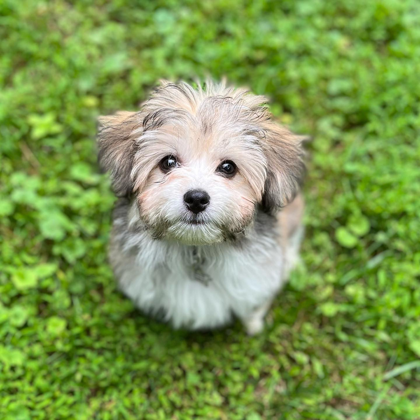 Little Australian Designer Puppy