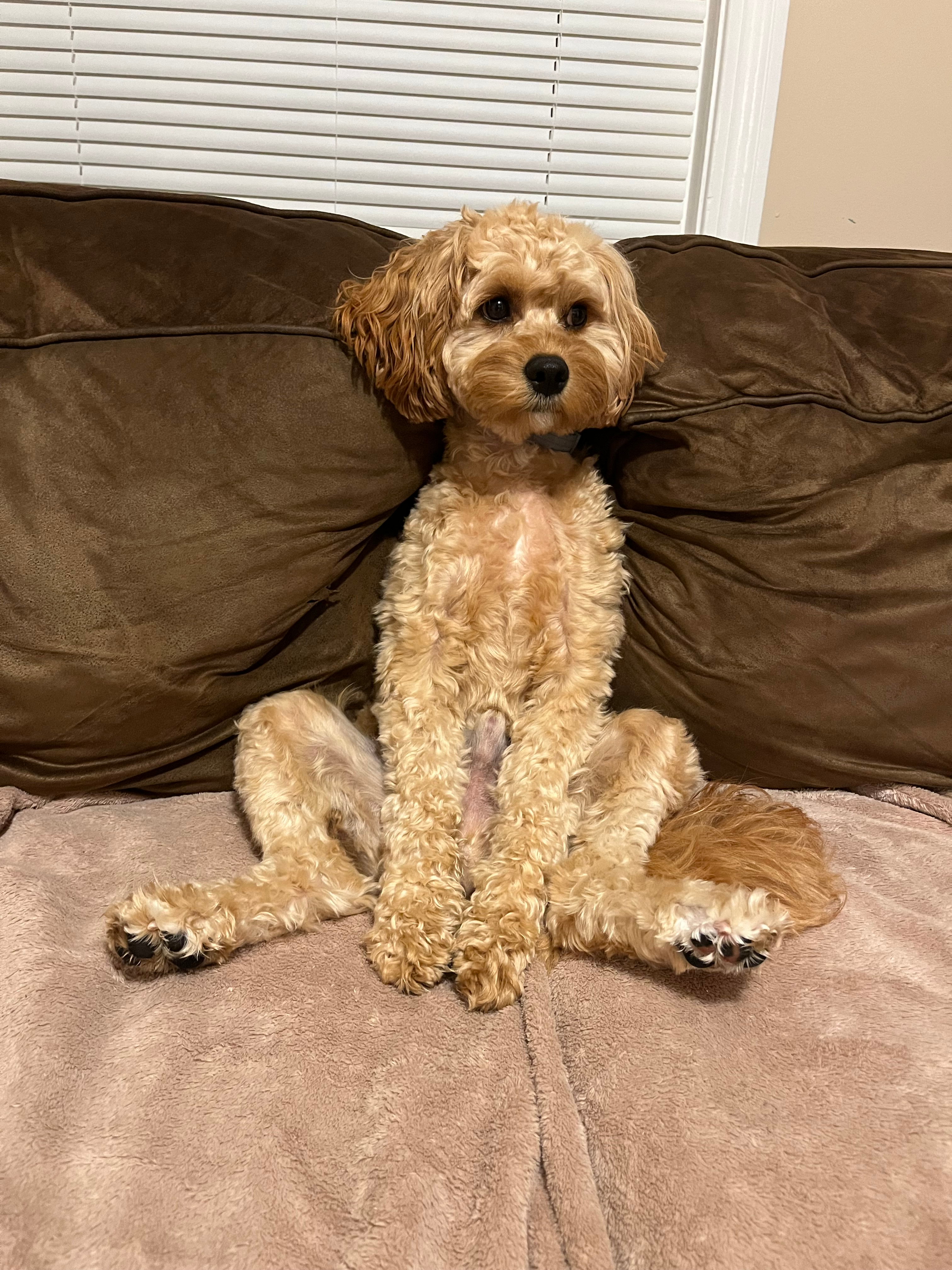 Adorable Cavoodle Poodle Mix Puppy