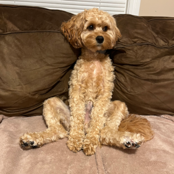 Small Cavapoo Pup in