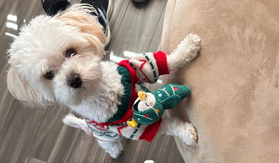 Hypoallergenic Moodle Poodle Mix Pup
