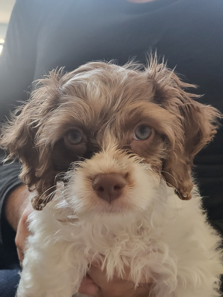 Small Cockapoo Pup