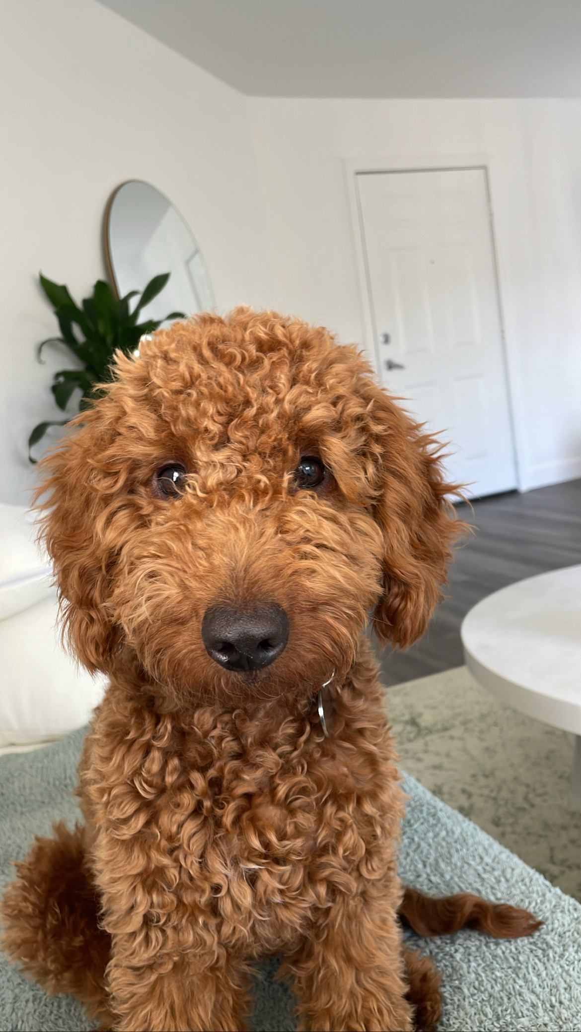 Best Mini Goldendoodle Baby