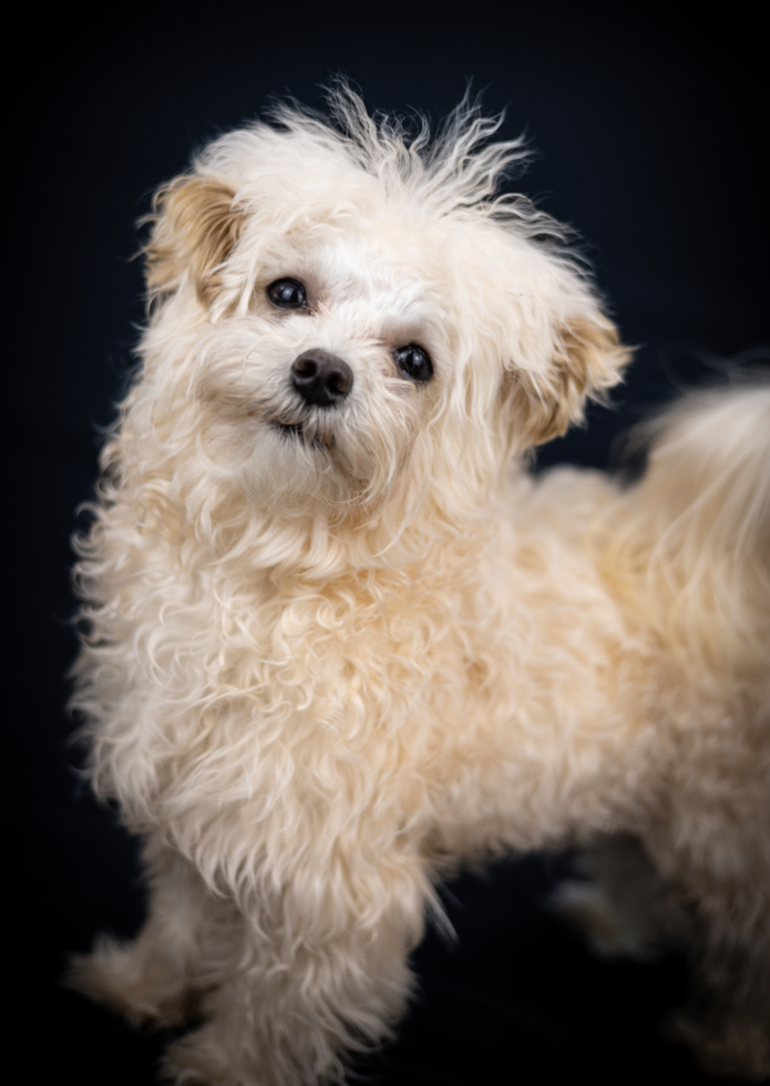Funny Maltipoo Poodle Mix Pup