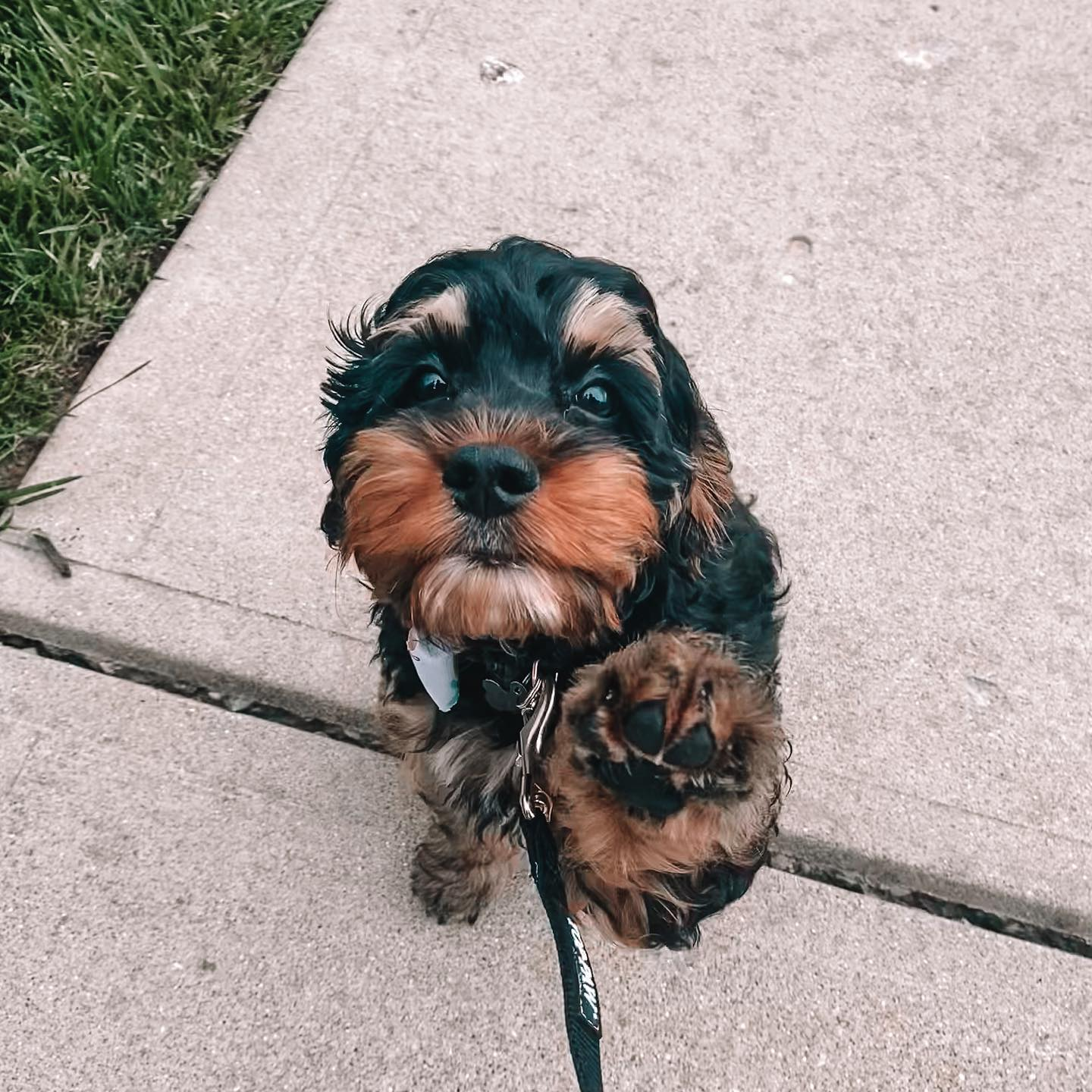 Best Cockapoo Baby