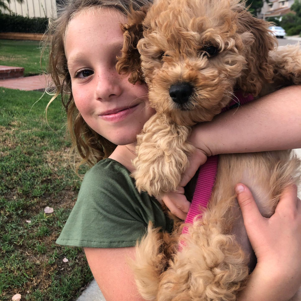 Adorable Golden Retriever Poodle Mix Pup