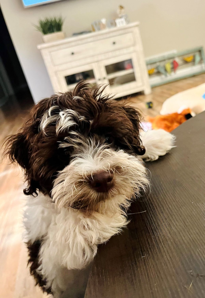 Energetic Havanese Poodle Mix Pup