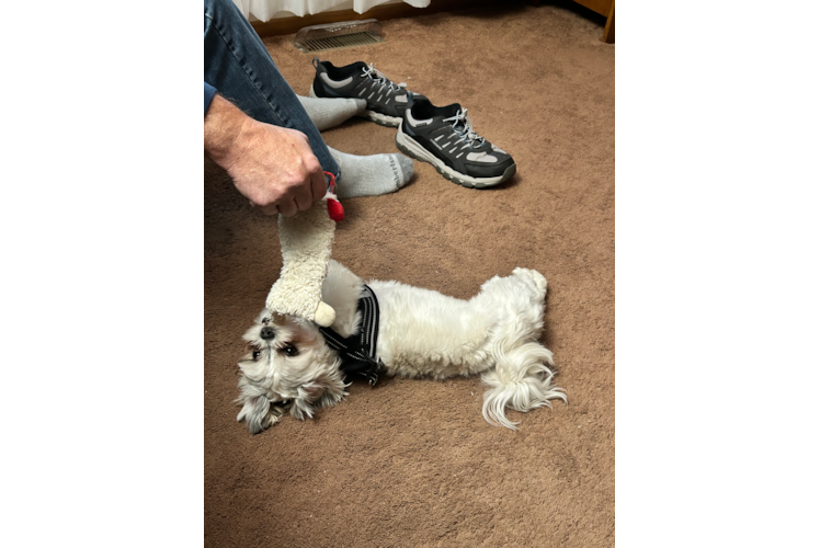 Teddy Bear Pup Being Cute