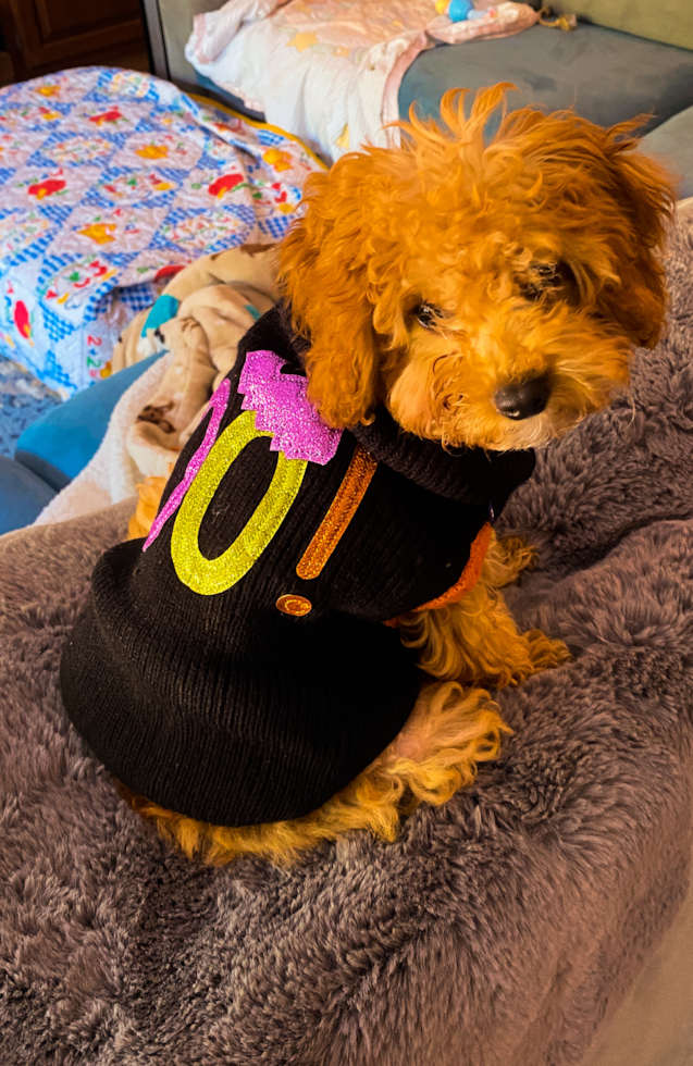 Happy Cavapoo Pup in