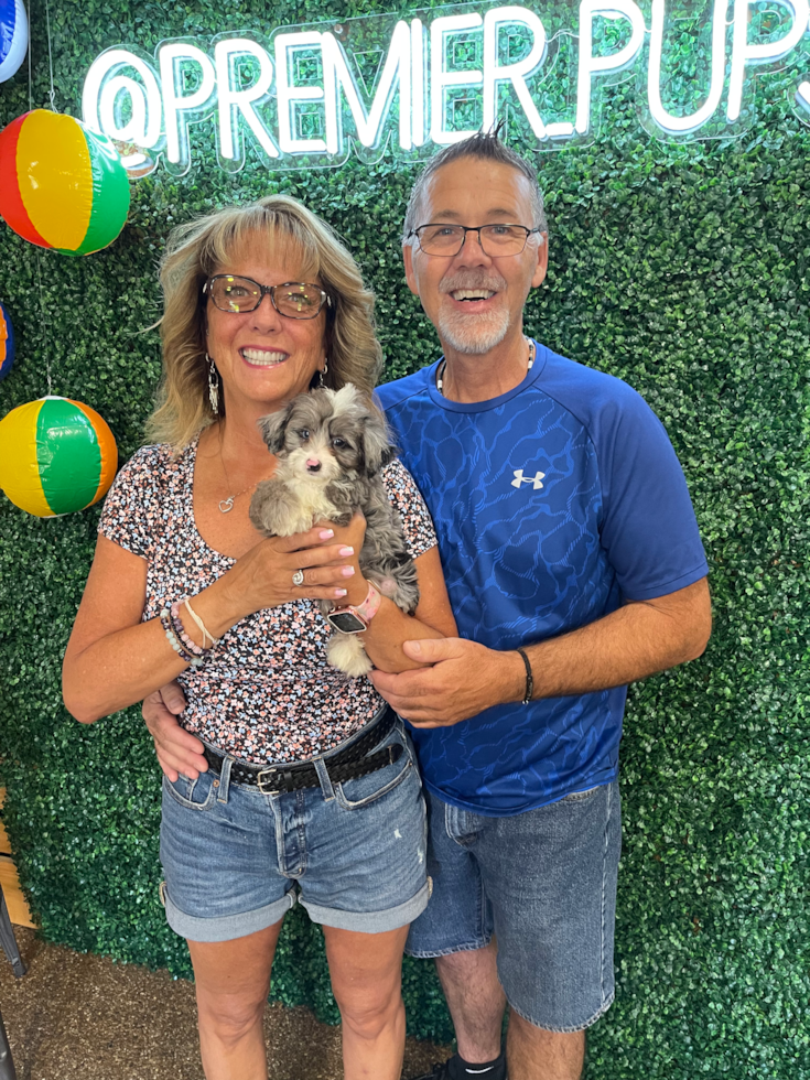 Sweet Mini Aussiedoodle Pup
