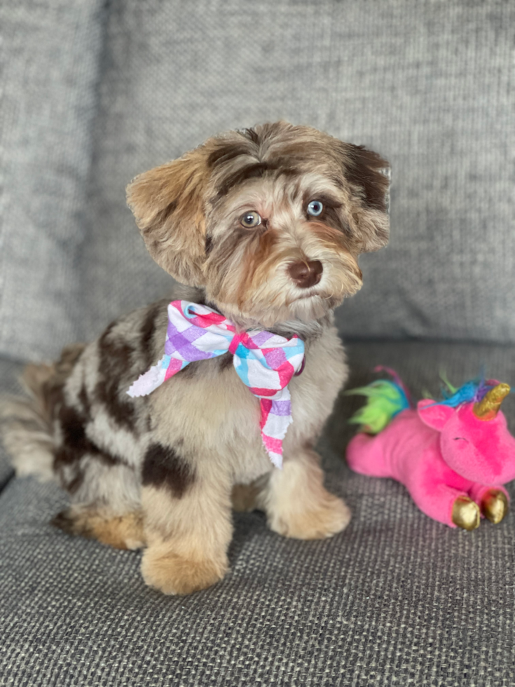 Schaumburg Havapoo Pup